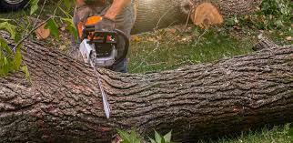 Best Hazardous Tree Removal  in Rogers City, MI