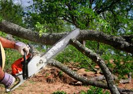 Best Fruit Tree Pruning  in Rogers City, MI