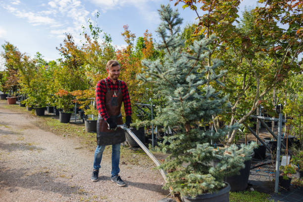 Best Tree and Shrub Care  in Rogers City, MI